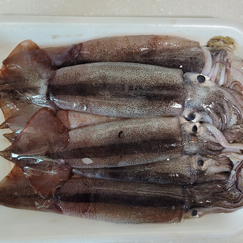 강원특산물,당일바리 속초생물오징어 10미(5미 x 2팩) 2kg