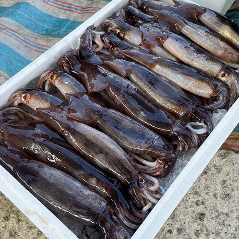 강원특산물,당일바리 속초생물오징어 10미(5미 x 2팩) 2kg