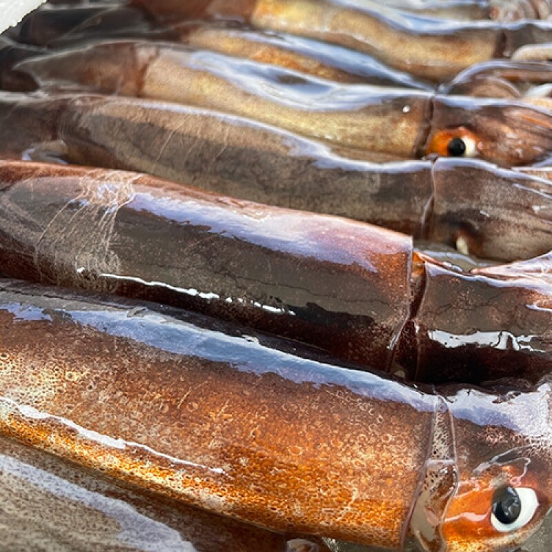 강원특산물,당일바리 속초생물오징어 10미(5미 x 2팩) 2kg